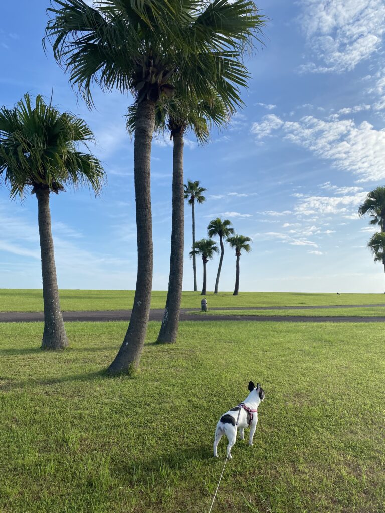 宮崎一ッ葉エリアにあるみやざき臨海公園サンビーチ一ッ葉は愛犬との散歩に最適 画像1