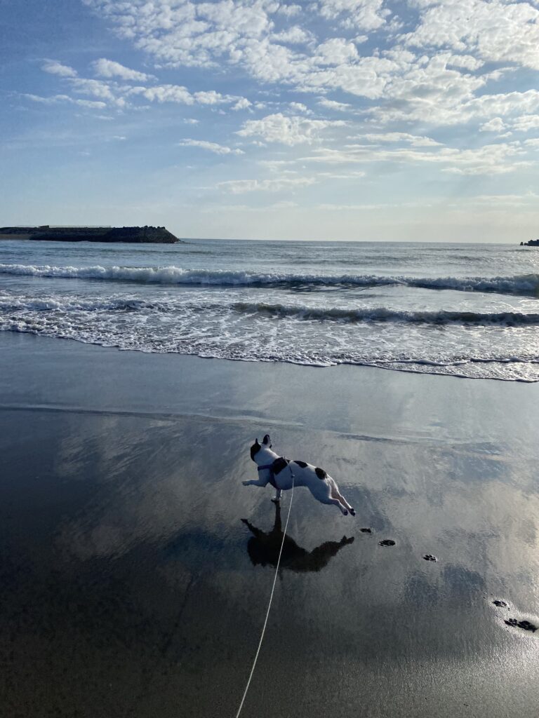 宮崎一ッ葉エリアにあるみやざき臨海公園サンビーチ一ッ葉は愛犬との散歩に最適 画像7