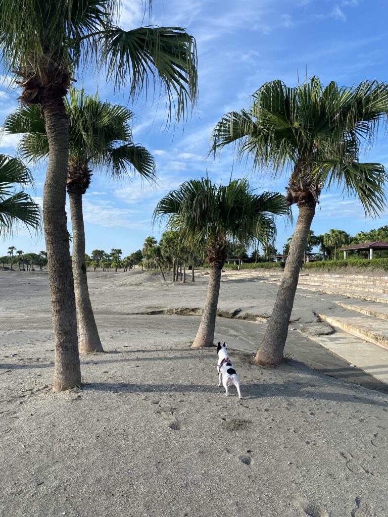 宮崎一ッ葉エリアにあるみやざき臨海公園サンビーチ一ッ葉は愛犬との散歩に最適 画像2