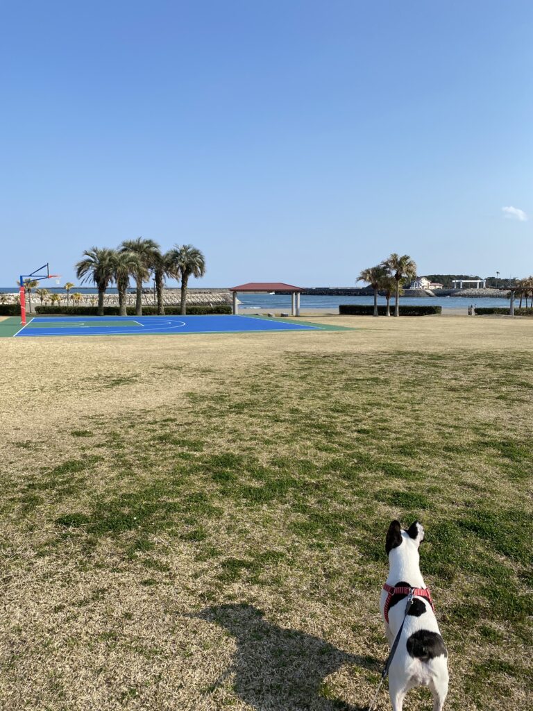 宮崎一ッ葉エリアにあるみやざき臨海公園サンビーチ一ッ葉は愛犬との散歩に最適 画像3