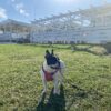 宮崎一ッ葉エリアにあるみやざき臨海公園ビーチバーガーハウスは愛犬との散歩に最適 画像3