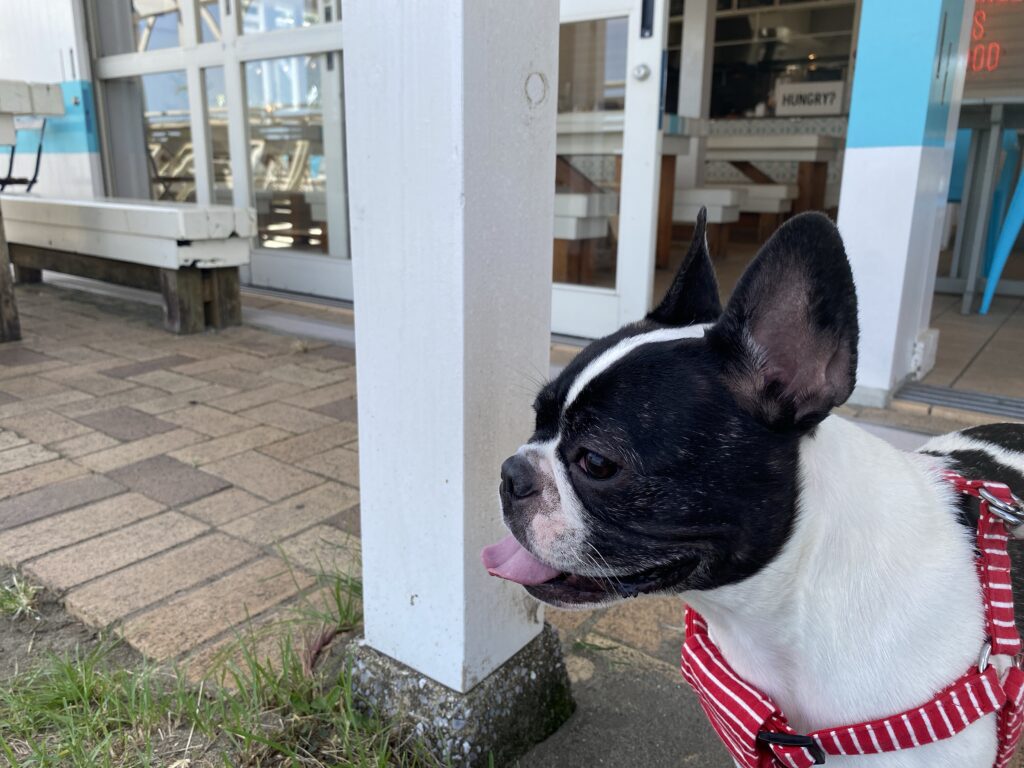 宮崎一ッ葉エリアにあるみやざき臨海公園ビーチバーガーハウスは愛犬との散歩に最適 画像18