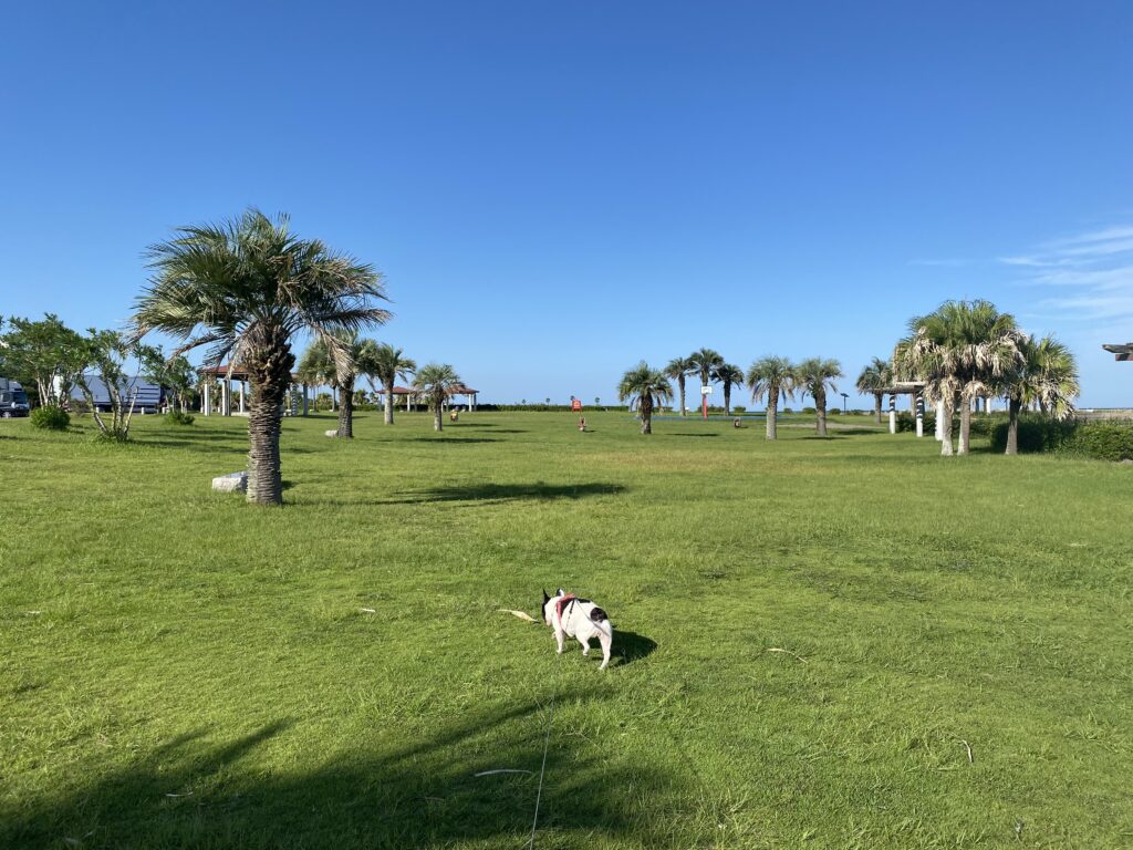 宮崎一ッ葉エリアにあるみやざき臨海公園サンビーチ一ッ葉は愛犬との散歩に最適 画像10