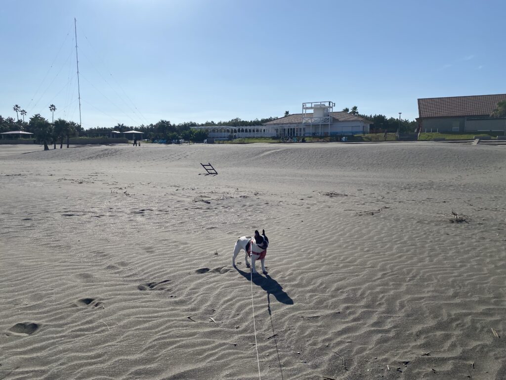 宮崎一ッ葉エリアにあるみやざき臨海公園サンビーチ一ッ葉は愛犬との散歩に最適 画像9