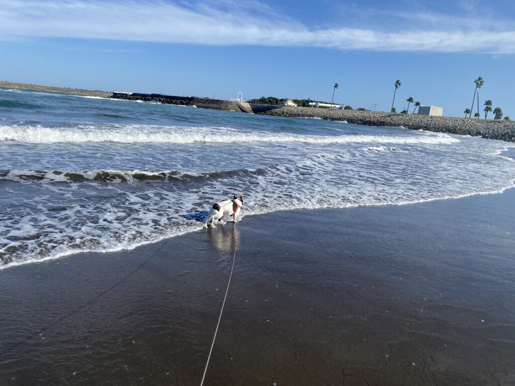 宮崎一ッ葉エリアにあるみやざき臨海公園サンビーチ一ッ葉は愛犬との散歩に最適 画像5