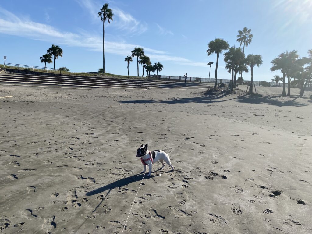 宮崎一ッ葉エリアにあるみやざき臨海公園サンビーチ一ッ葉は愛犬との散歩に最適 画像4