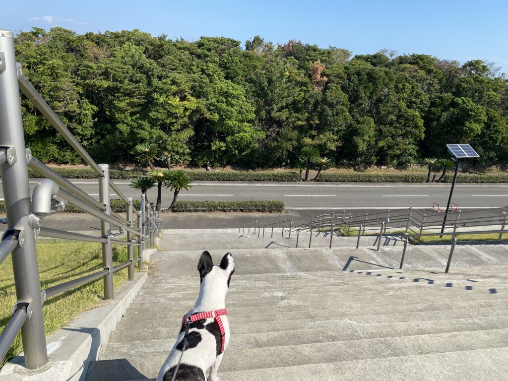 宮崎市で犬と一緒に散歩するおすすめスポット 宮崎市新別府町（宮崎市東エリア） 避難高台 命の丘13