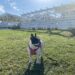 宮崎一ッ葉エリアにあるみやざき臨海公園ビーチバーガーハウスは愛犬との散歩に最適 画像3